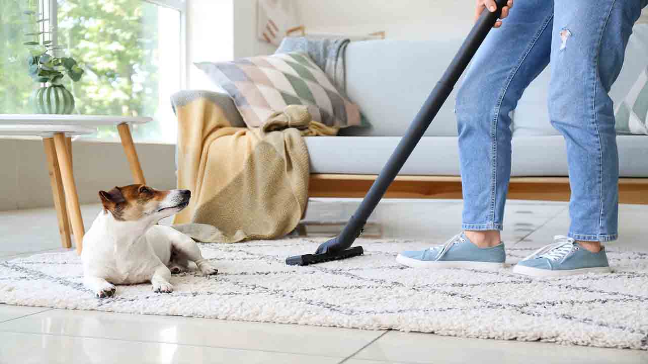 5 Easy Ways How To Remove Dog Hair From Carpet
