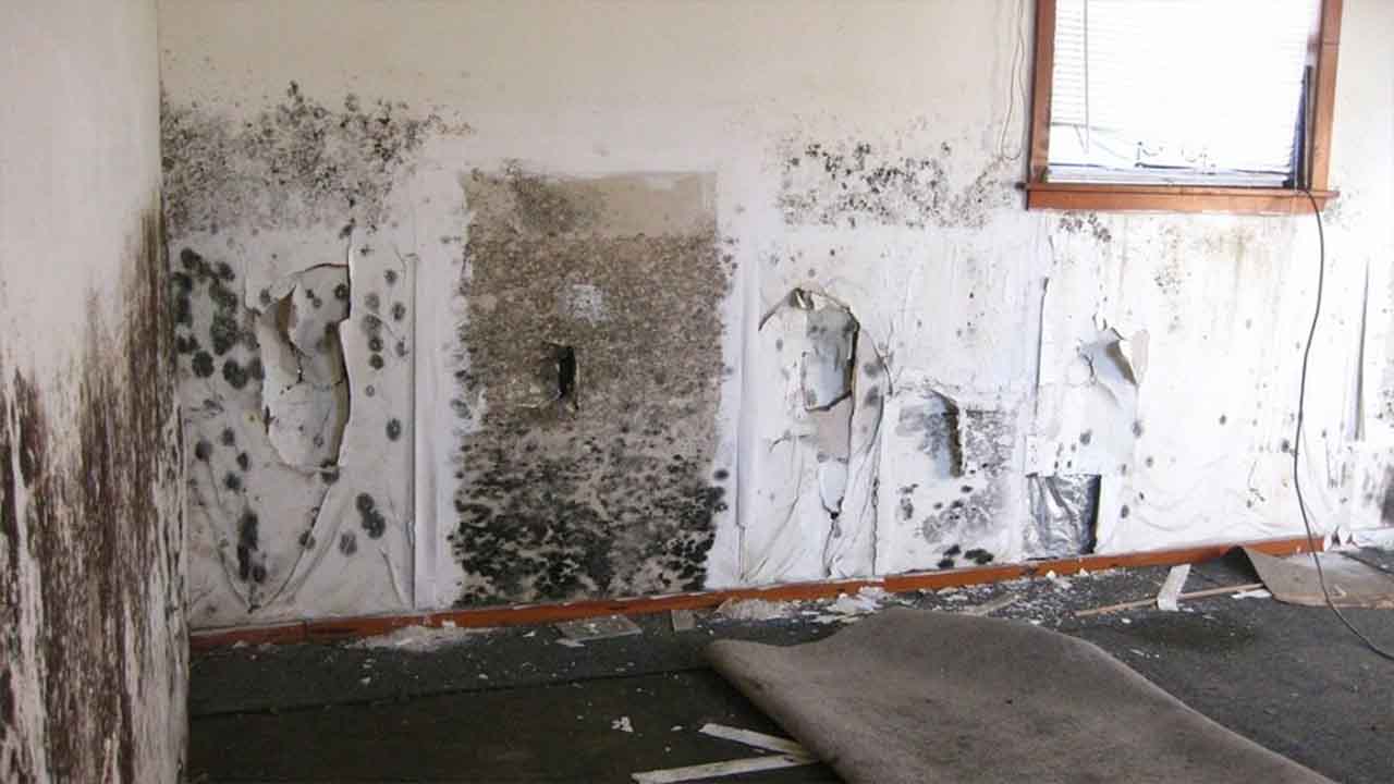 9 Steps On How To Get Rid Of Black Mold In House