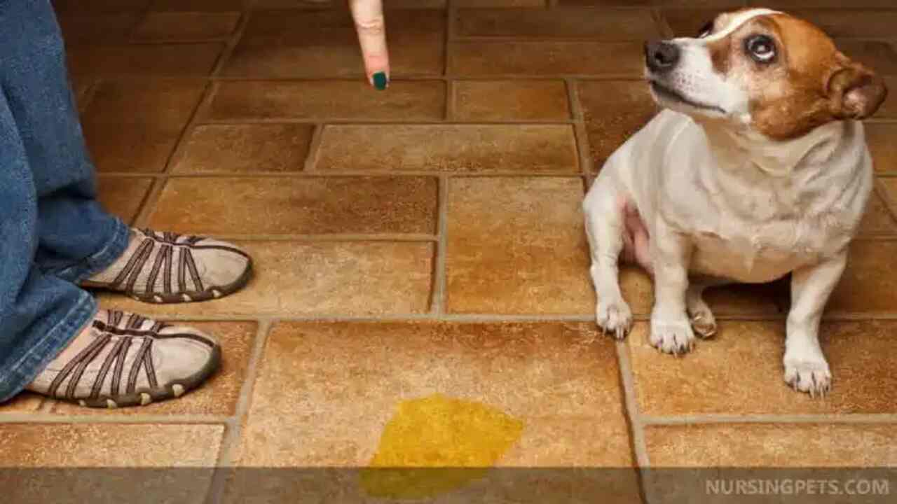 Can Pet Urine Permanently Damage Your Tile Grout