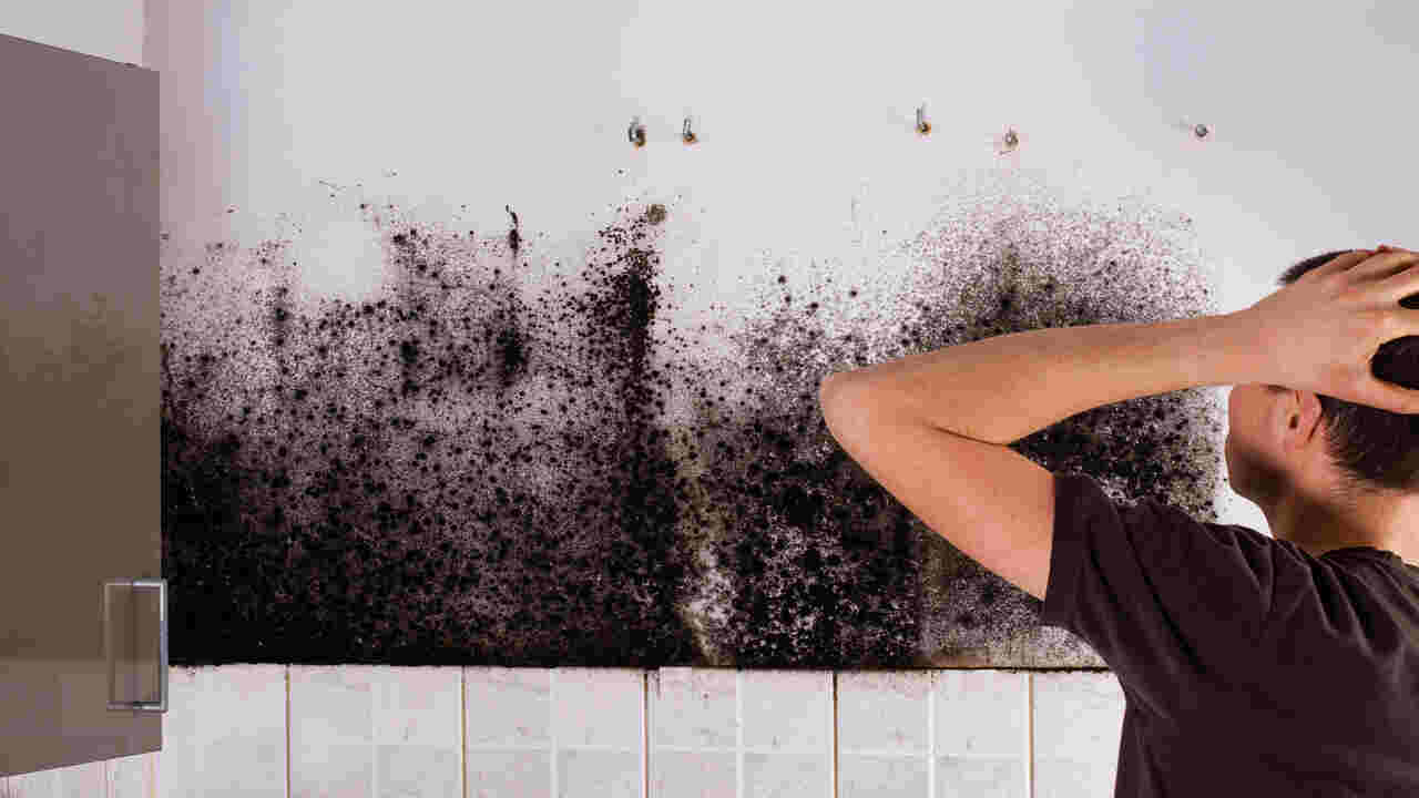 Dealing With Persistent Mold Problems