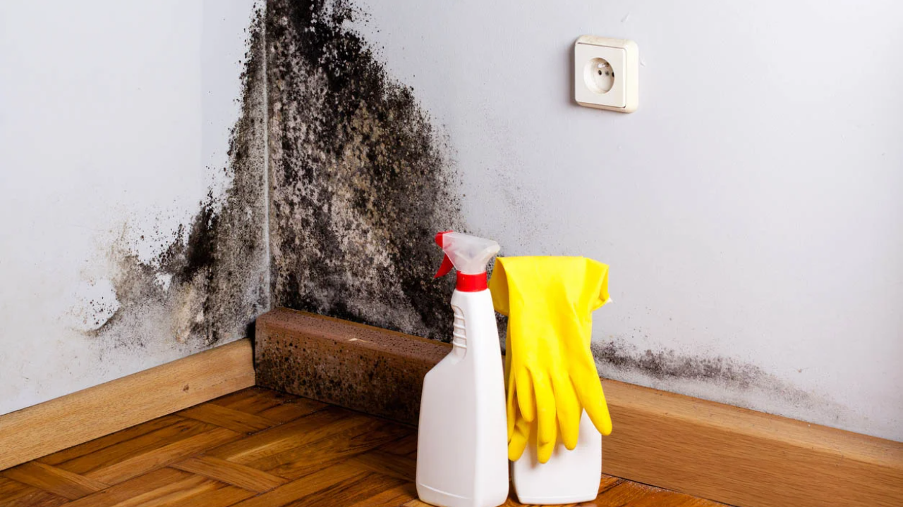 Getting Rid Of Black Mold With Soap