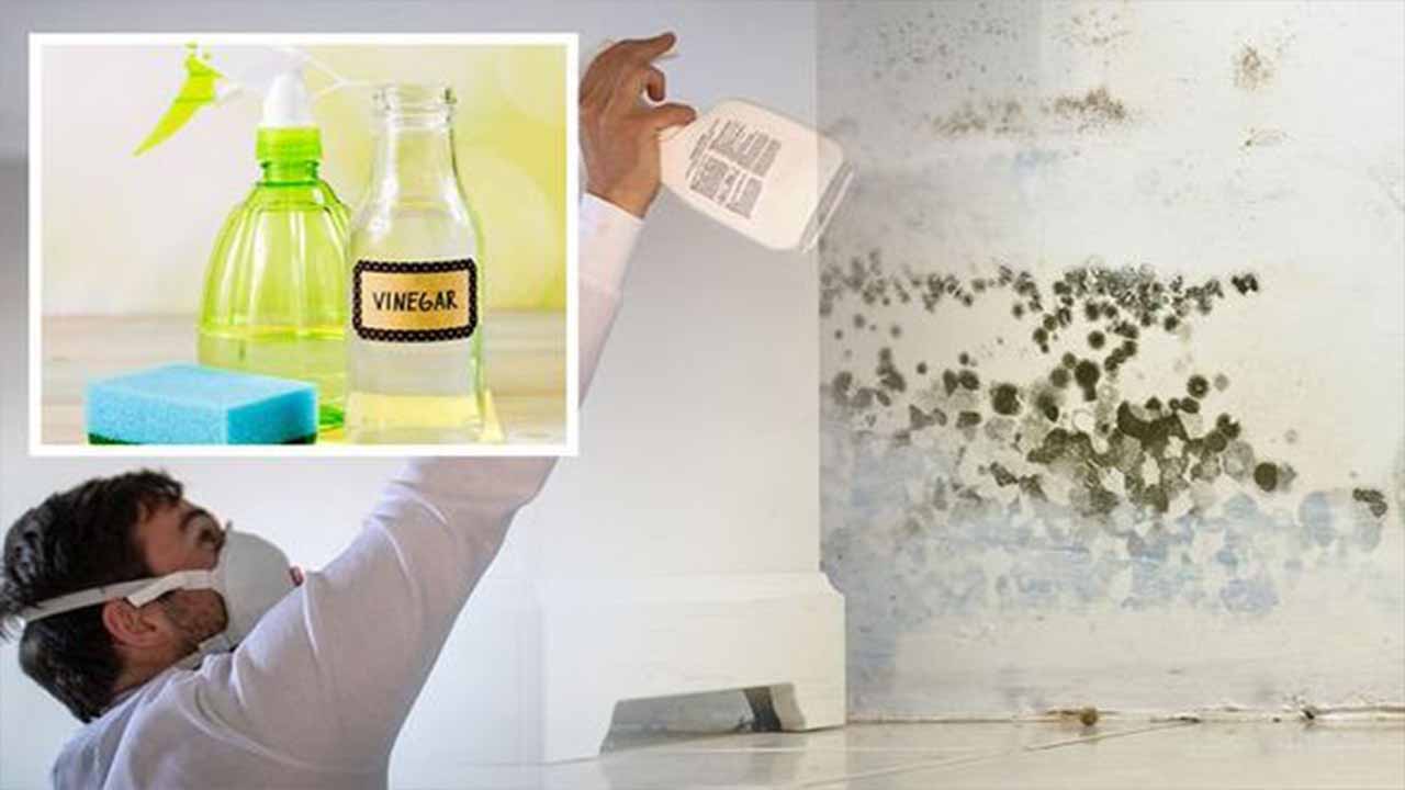 Getting Rid Of Black Mold With White Vinegar