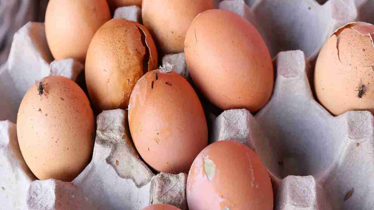 Home Remedies For Getting Rid Of House Smells Like Rotten Eggs
