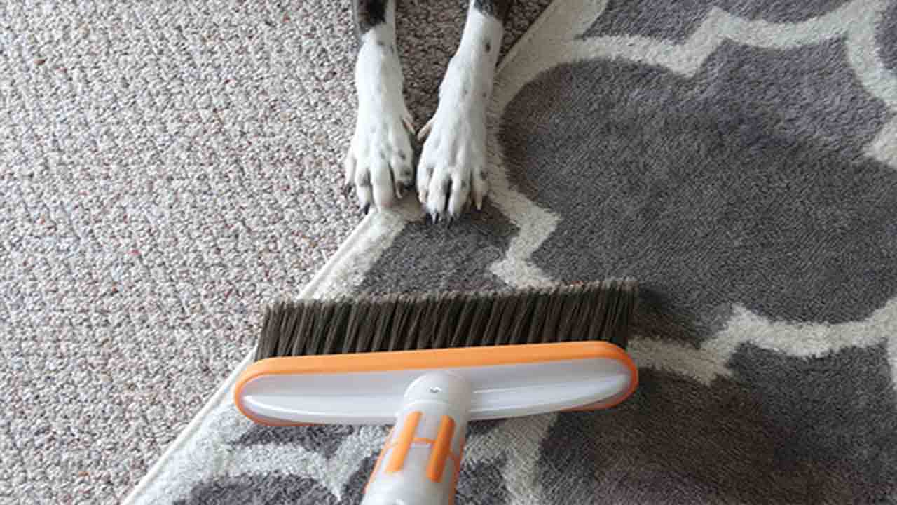 Homemade Solutions For Dog Hair Removal From Carpets