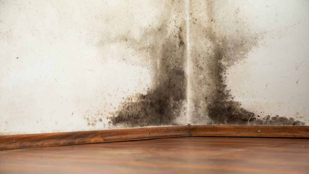 How Can I Stop Black Mold Growing
