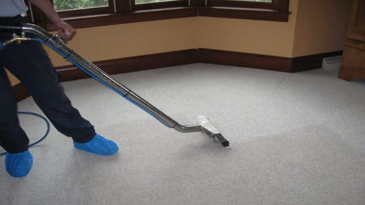 How Often Should You Clean Your Carpets To Prevent Parvo