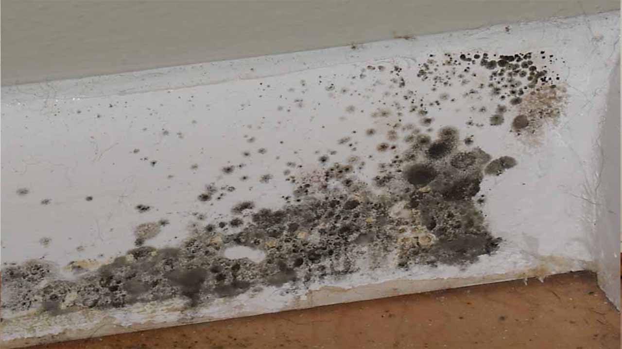 How To Keep Mold From Returning