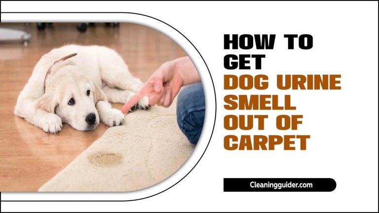 How To Get Dog Urine Smell Out of Carpet