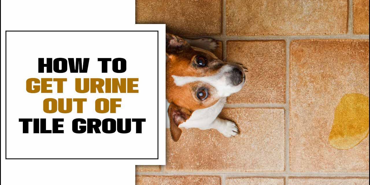 How To Get Urine Out Of Tile Grout: Effective Tips