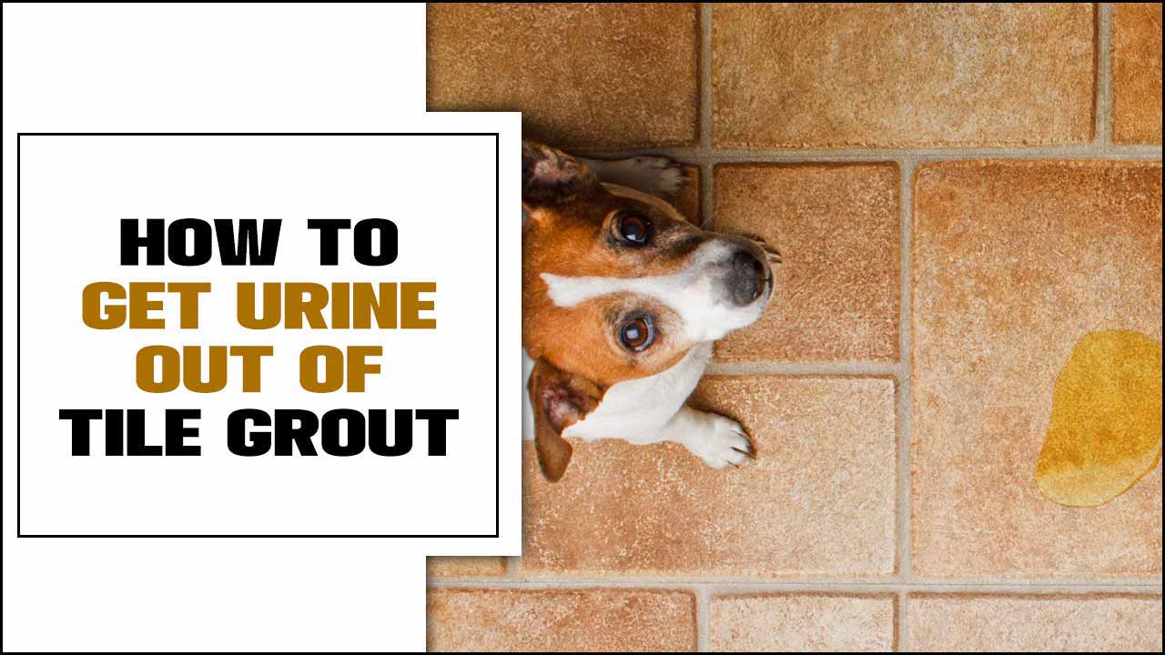 How To Get Urine Out Of Tile Grout