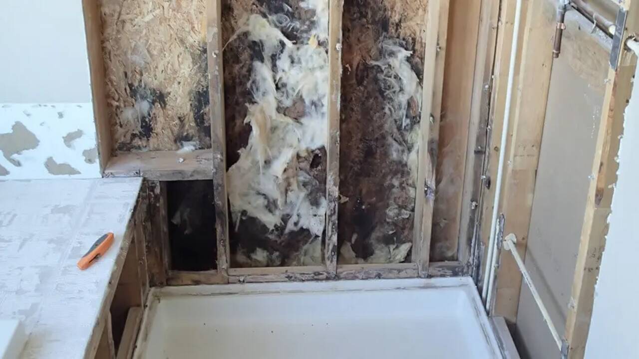Identifying Common Types Of Bathroom Mold