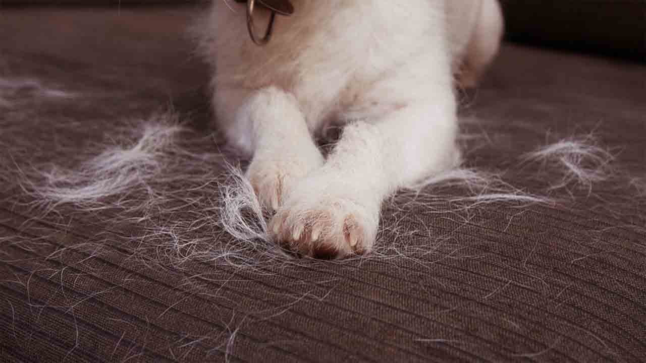 Maintenance And Regular Cleaning To Prevent Dog Hair Build-Up
