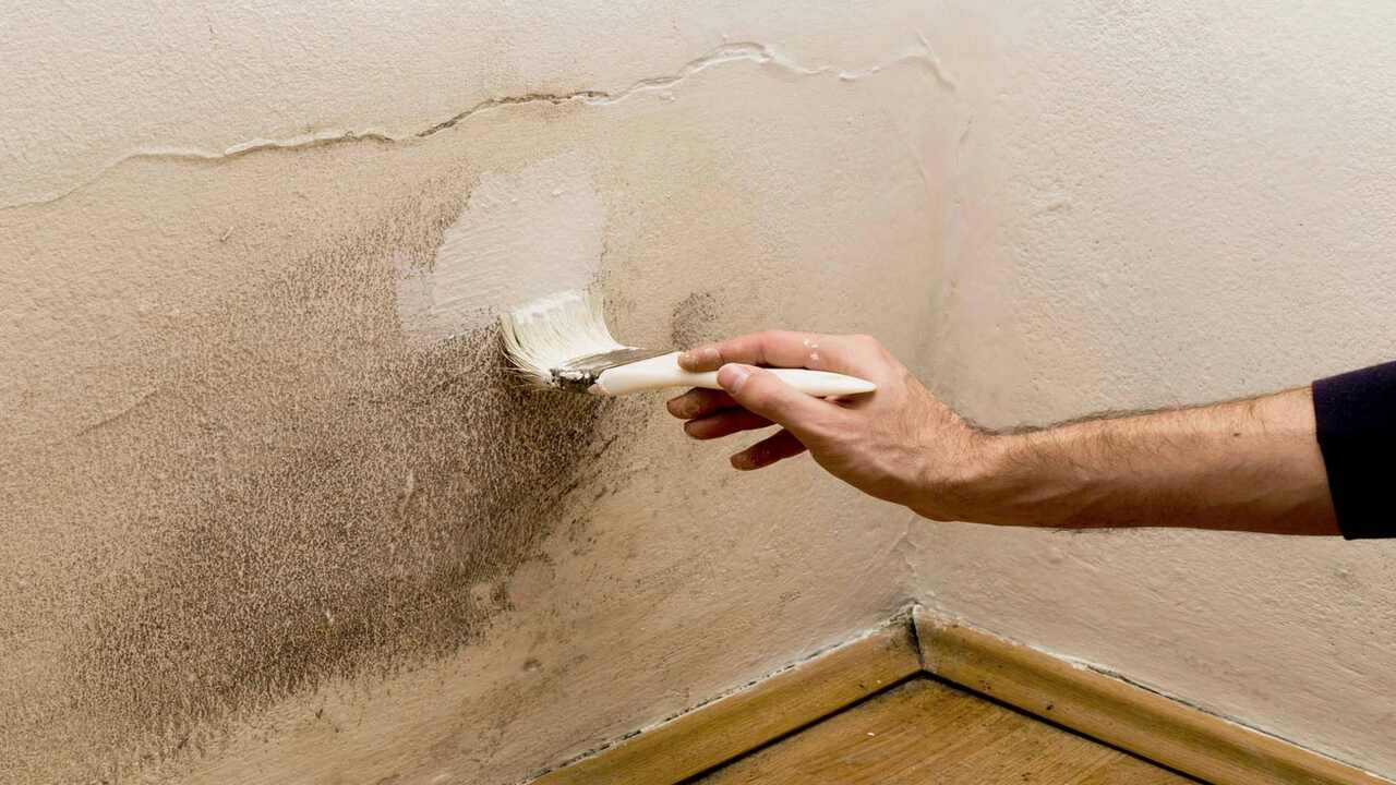 Preventing Black Mold Growth In The Future