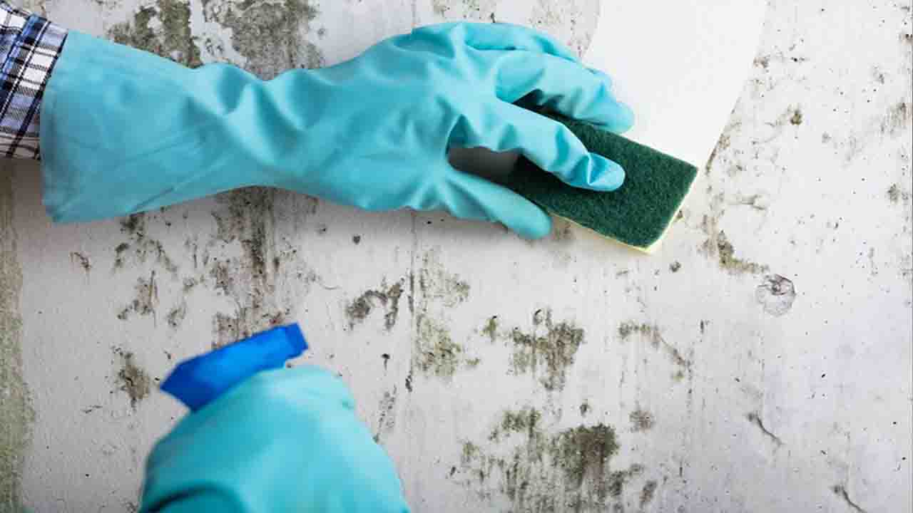  Preventing Future Mold Growth