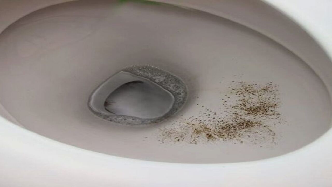 Preventing Mold Growth In The Toilet