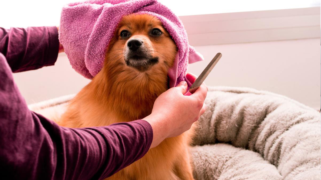 Regularly Clean And Groom Your Pets To Reduce Odours
