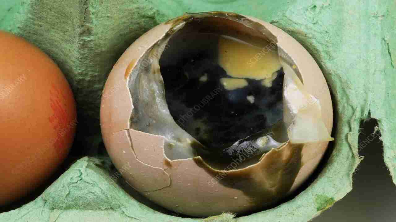 Remove Actual Rotten Eggs