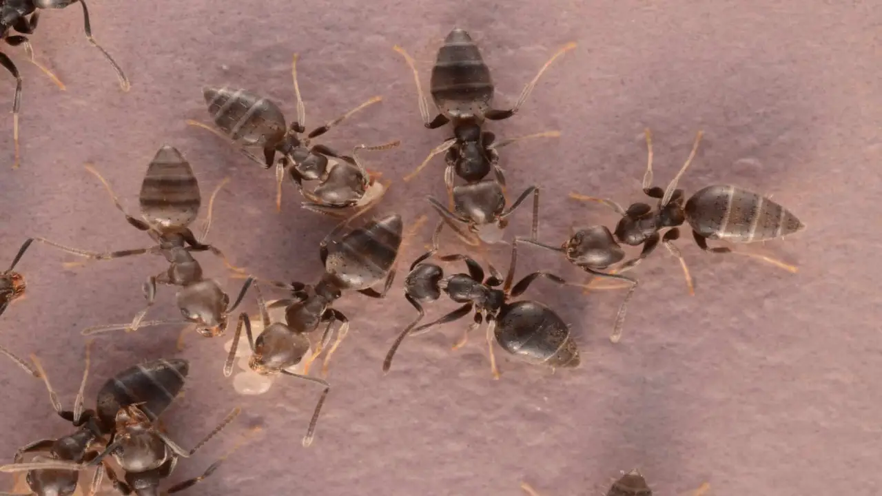 The Benefits Of Keeping Your Home Ant-Free