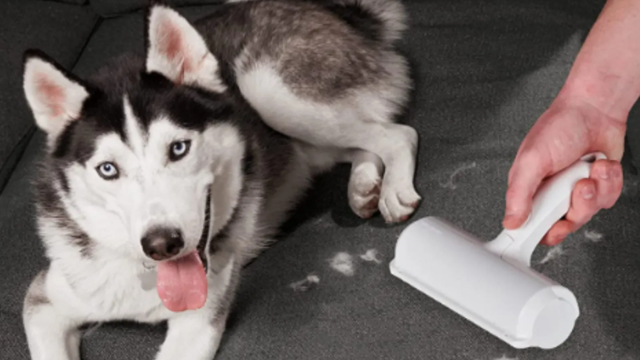 Using A Lint Roller Or Sticky Tape To Remove Dog Hair