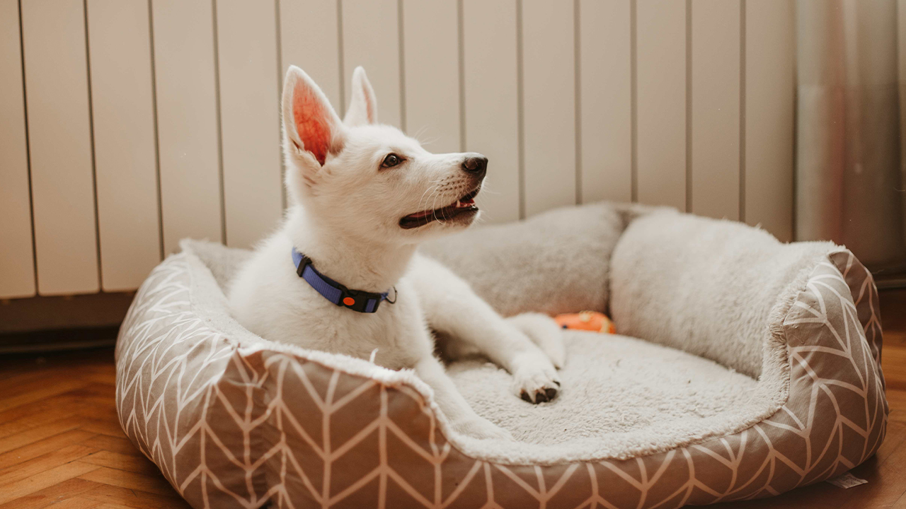 Wash Pet Bedding Regularly To Eliminate Lingering Smells