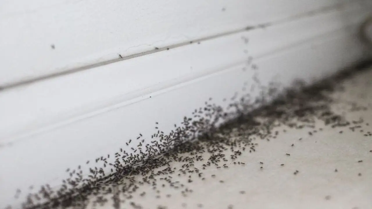 What Attracts Ants To The Bathroom