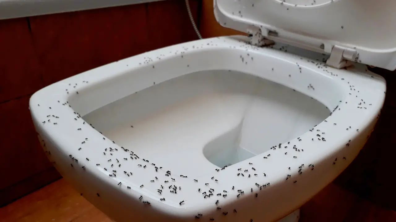 What Causes Ants In The Bathroom & How To Get Rid Of Them - In Details
