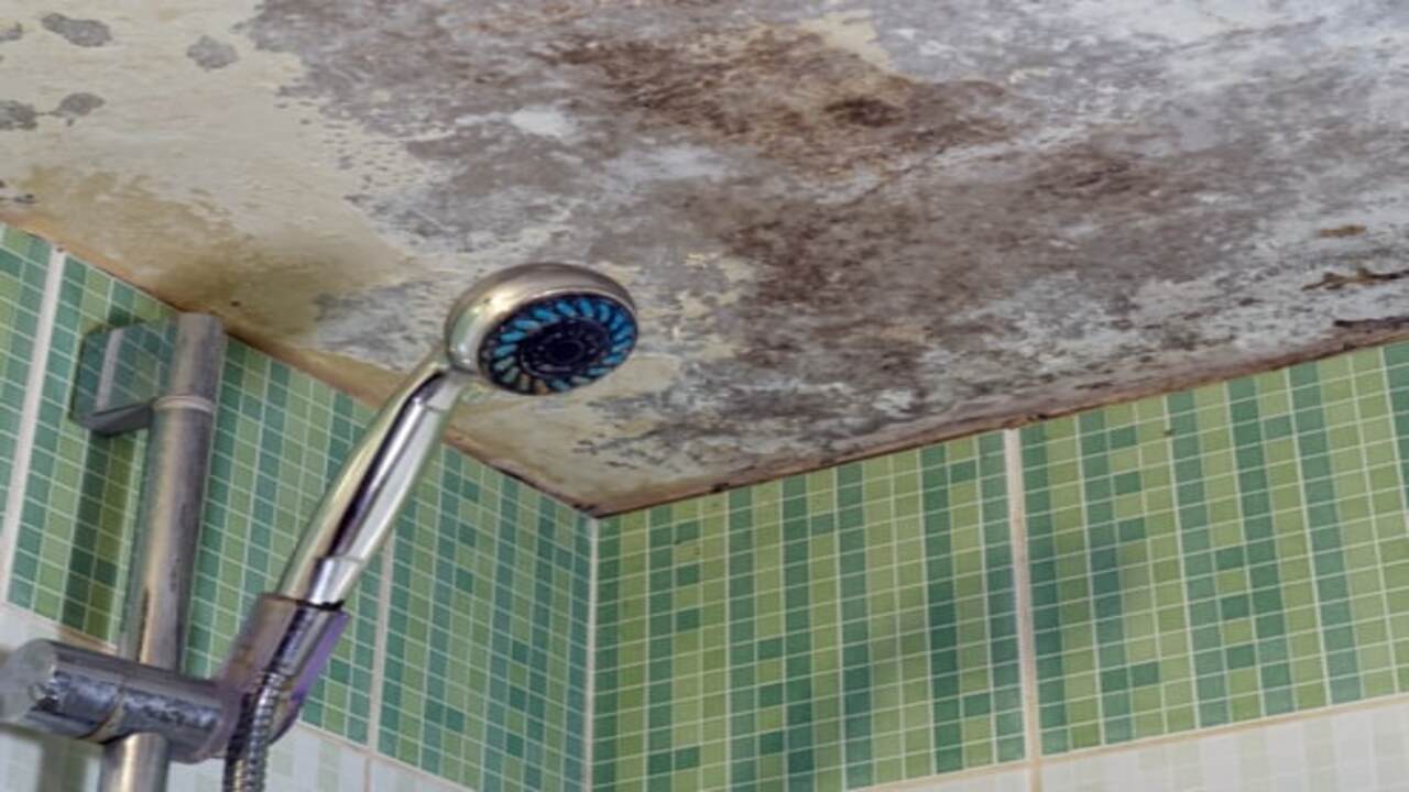 What Causes Mold In Bathroom Ceiling - Explain In Detail
