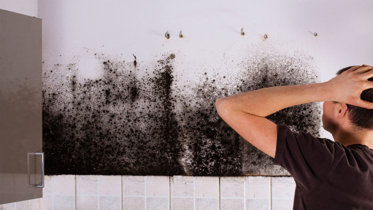 What Exactly Is "Black Mold