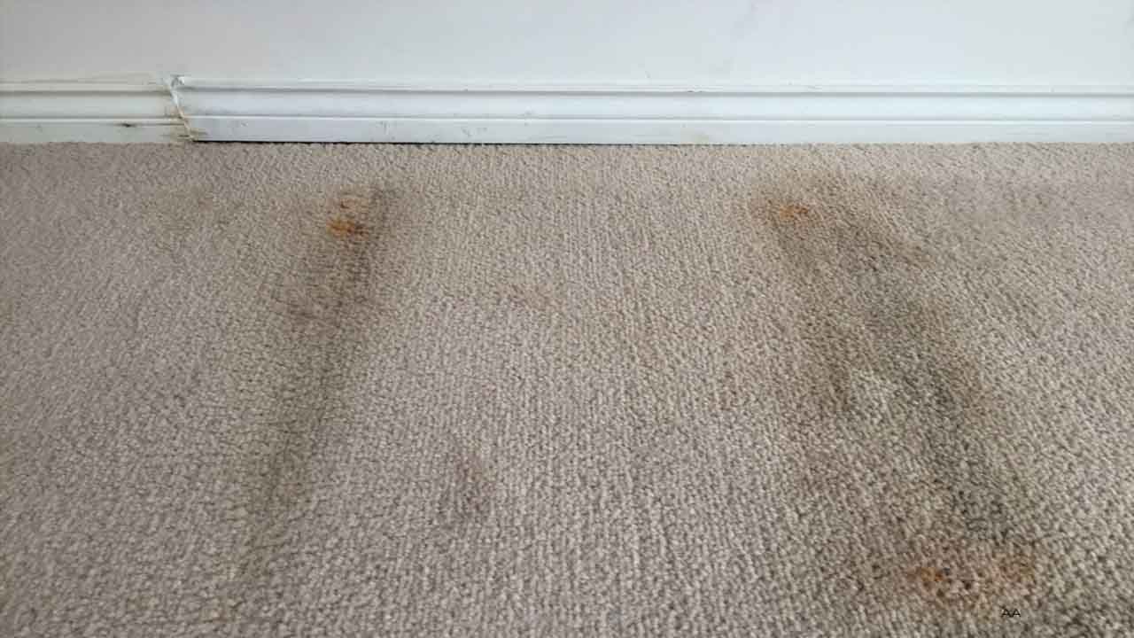 When To Seek Professional Help For Severe Mold Infestations