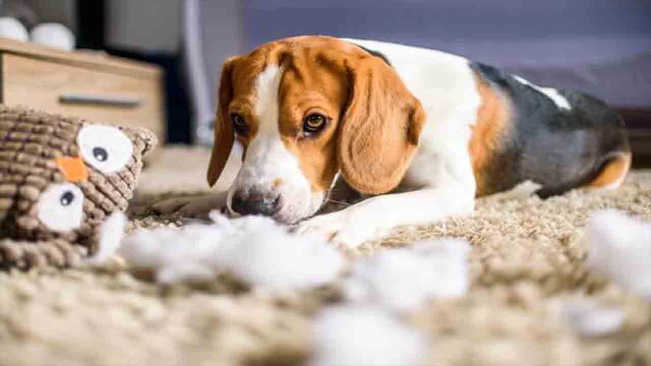 Why Dog Hair Gets Stuck In Carpets