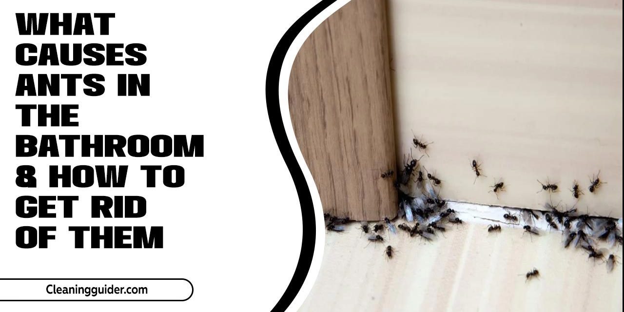 What Causes Ants In The Bathroom & How To Get Rid Of Them? Completed Guide
