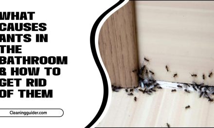 What Causes Ants In The Bathroom & How To Get Rid Of Them? Completed Guide