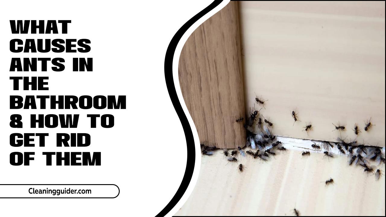 What Causes Ants In The Bathroom & How To Get Rid Of Them